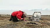 Botanist in Greenland