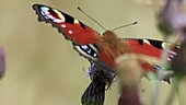 European peacock butterfly