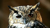 Cape Eagle-Owl