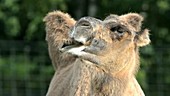 Bactrian camel chewing the cud