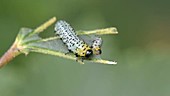 Gooseberry sawfly caterpillar