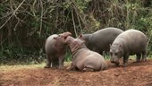 Hippopotamuses playing