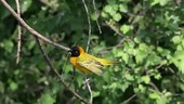 Speke's weaver