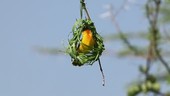 Village weaver