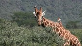 Rothschild's giraffe feeding