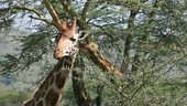 Rothschild's giraffe feeding