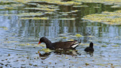 Common moorhen with chick