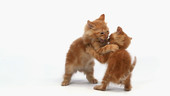 Kittens playing