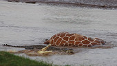 Nile crocodiles and dead giraffe