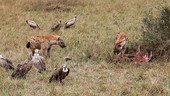 Spotted hyenas and vultures