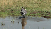 Zebra entering water