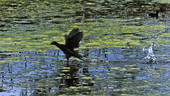 Common moorhen taking off
