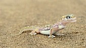 Web-footed gecko licking its eye