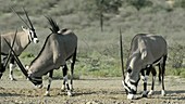 Herd of Oryx at a mineral lick