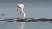 Greater flamingo feeding