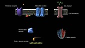 Noradrenaline and heart contraction