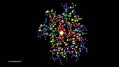 Cytochrome C, molecular model