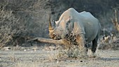 Black Rhino feeding on a thornbush