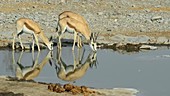 Springbok herd drinking