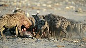 Spotted hyenas feeding