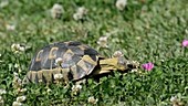 Young angulate tortoise feeding