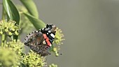 Red admiral butterfly on ivy