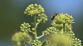 Hover fly on ivy