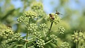 Honey bees on ivy