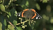 Red admiral butterfly on ivy