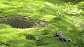 Badgers by their sett