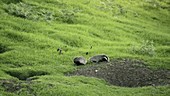 Badgers by their sett