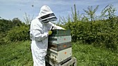 Beekeeper and hive