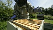 Beekeeper and hive