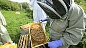 Extracting bee larvae