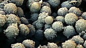 T-lymphocyte cancer cell therapy, SEM