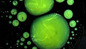 Green fluorescent droplets