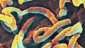 Ebola virus budding from cell, SEM