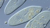 Paramecium caudatum ciliates