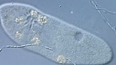 Paramecium