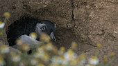 Young puffin in its nest