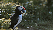 Puffin holding sandeels