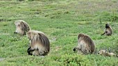 Gelada baboons foraging