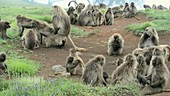 Gelada baboons mating