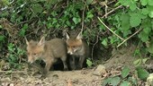 Fox cubs at their den
