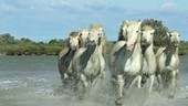 Carmargue horses in water