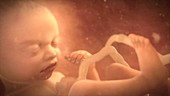 Human foetus animation