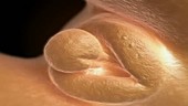 Foetal male sex organs, 3D animation