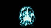 Cranium and brain, 3D animation