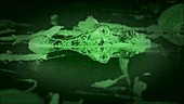 Black caiman, night vision footage