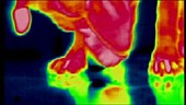 Dog sniffing ground, thermogram footage